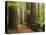 Redwoods and Tree Ferns, the Redwoods, Rotorua, Bay of Plenty, North Island, New Zealand, Pacific-Jochen Schlenker-Premier Image Canvas