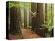 Redwoods and Tree Ferns, the Redwoods, Rotorua, Bay of Plenty, North Island, New Zealand, Pacific-Jochen Schlenker-Premier Image Canvas