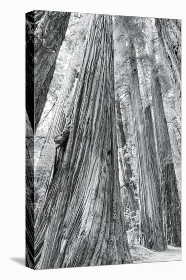Redwoods Forest III-Alan Majchrowicz-Stretched Canvas
