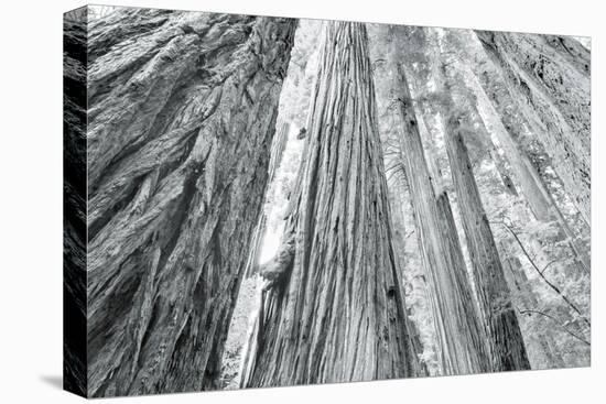 Redwoods Forest IV-Alan Majchrowicz-Stretched Canvas