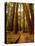 Redwoods Forest-Charles O'Rear-Premier Image Canvas