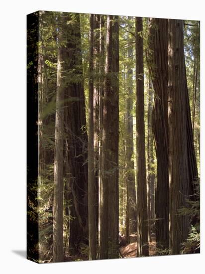 Redwoods, Humboldt County, California, USA-Ethel Davies-Premier Image Canvas