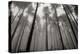 Redwoods II-Brian Moore-Premier Image Canvas