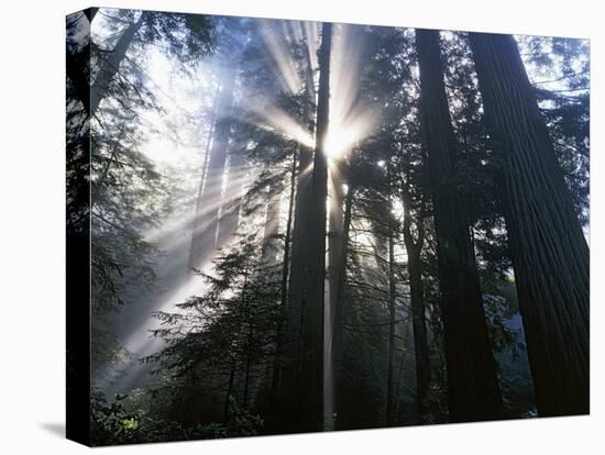 Redwoods in fog, Redwood National Park, California, USA-Charles Gurche-Premier Image Canvas