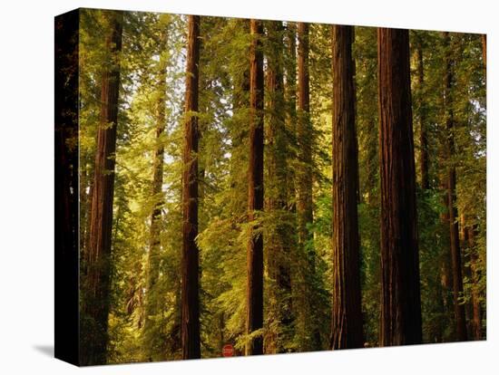 Redwoods-Charles O'Rear-Premier Image Canvas