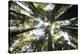 Redwoods-Chris Bliss-Premier Image Canvas