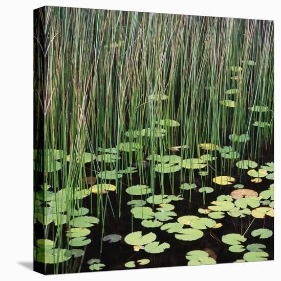 Reed and Water Lillies in Pond, Arcadia National Park, Maine-Micha Pawlitzki-Premier Image Canvas