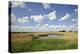 Reed Beds at Joist Fen, Lakenheath Fen Rspb Reserve, Suffolk, UK, May 2011-Terry Whittaker-Premier Image Canvas