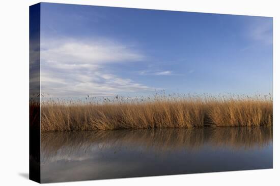 Reed Belt at the Lake Neusiedl Near Purbach, Burgenland, Austria, Europe-Gerhard Wild-Premier Image Canvas