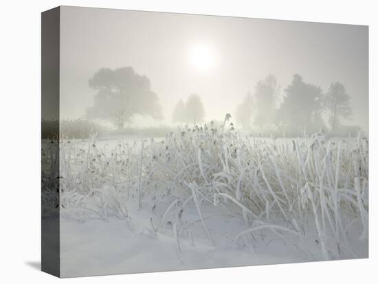 Reed in the Fog at the Kochelsee, Tolzer Country, Bavaria, Germany-Rainer Mirau-Premier Image Canvas