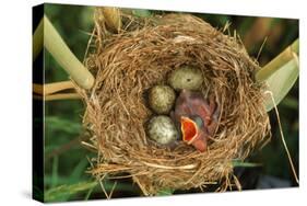Reed Warbler'S Nest With Eggs And European Cuckoo Chick Just Hatched, UK-John Cancalosi-Premier Image Canvas