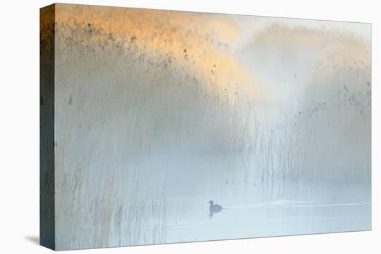 Reedbeds at Dawn with Coot (Fulica Atra) in Mist, Lakenheath Fen Rspb Reserve, Suffolk, UK, May-Terry Whittaker-Premier Image Canvas