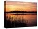 Reedmace Silhouetted in Foreground at Sunset, Frensham Great Pond, Near Farnham, Surrey, England-Pearl Bucknall-Premier Image Canvas