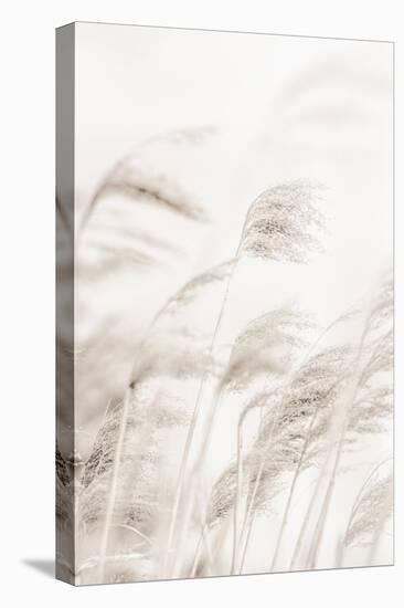 Reeds_001-1x Studio III-Premier Image Canvas