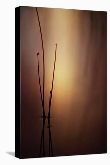 Reeds 1-Ursula Abresch-Premier Image Canvas