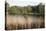 Reeds by the River Yare, Norfolk, England, United Kingdom-Charcrit Boonsom-Premier Image Canvas