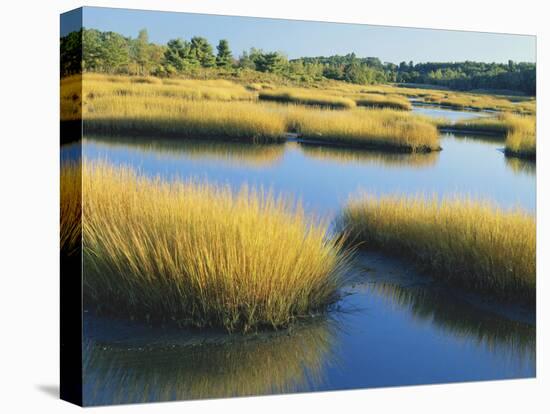 Reeds Growing in Marsh, Maine, USA-Scott T^ Smith-Premier Image Canvas