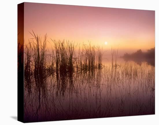 Reeds reflected in Sweet Bay Pond at sunrise, Everglades National Park, Florida-Tim Fitzharris-Stretched Canvas