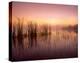 Reeds reflected in Sweet Bay Pond at sunrise, Everglades National Park, Florida-Tim Fitzharris-Stretched Canvas