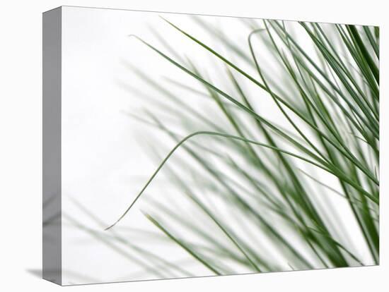 Reeds-Nicole Katano-Stretched Canvas