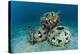 Reef Balls on the Sea Bed, Indonesia-Matthew Oldfield-Premier Image Canvas