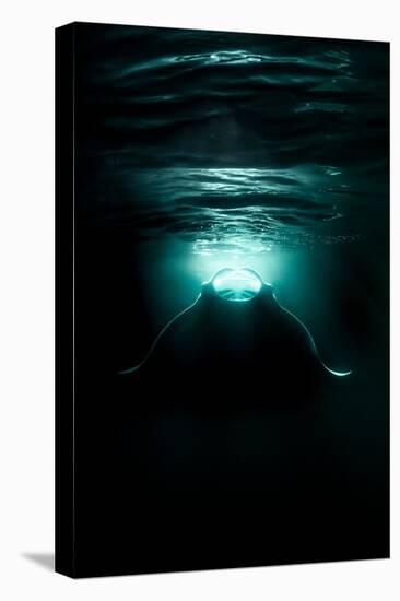 reef manta ray feeding on plankton, maldives-alex mustard-Premier Image Canvas