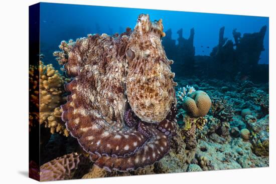 Reef Octopus (Octopus Cyanea) Portrait Near Wreck. Gubal Island, Egypt. Red Sea-Alex Mustard-Premier Image Canvas