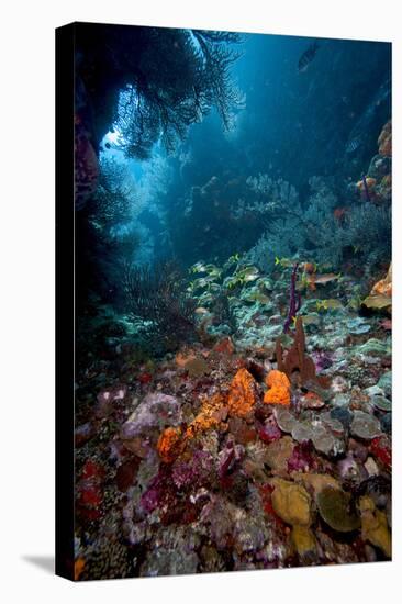 Reef Scene, Dominica, West Indies, Caribbean, Central America-Lisa Collins-Premier Image Canvas