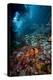 Reef Scene, Dominica, West Indies, Caribbean, Central America-Lisa Collins-Premier Image Canvas