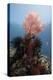 Reef Scene with Sea Fan, Komodo, Indonesia, Southeast Asia, Asia-Lisa Collins-Premier Image Canvas