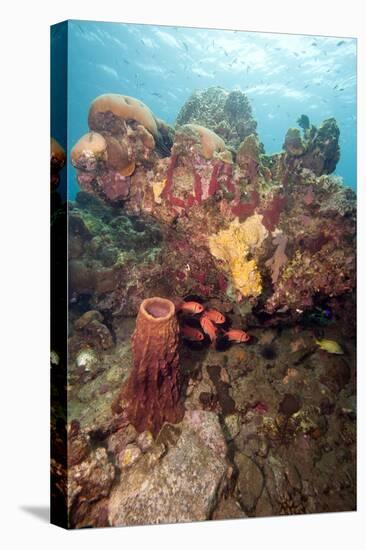 Reef Scene with Soldier Fish, Dominica, West Indies, Caribbean, Central America-Lisa Collins-Premier Image Canvas