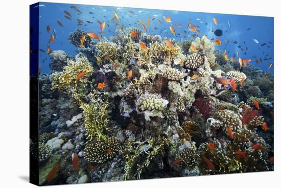 Reef Scene-Alexander Semenov-Premier Image Canvas