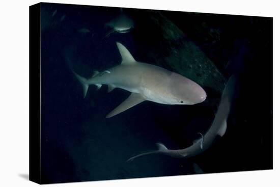 Reef Shark - Carcharhinius Perezii. on Wreck at Night. Bahamas. Caribbean-Michael Pitts-Premier Image Canvas