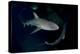 Reef Shark - Carcharhinius Perezii. on Wreck at Night. Bahamas. Caribbean-Michael Pitts-Premier Image Canvas