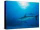 Reef Sharks, Walker's Cay, Bahamas-Shirley Vanderbilt-Premier Image Canvas