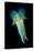 Reef Squid-Matthew Oldfield-Premier Image Canvas