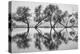 Reflection Dance, Trees of Marin, San Francisco Bay Area-Vincent James-Premier Image Canvas