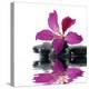 Reflection for Black Pebbles with Beauty Red Flower-crystalfoto-Premier Image Canvas