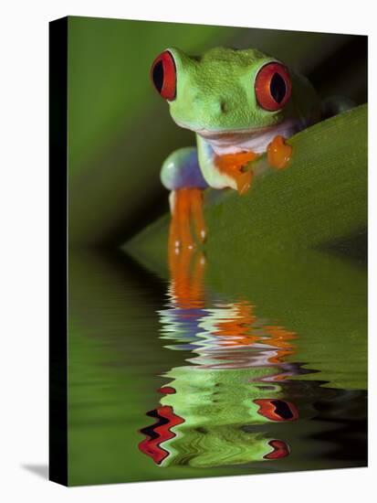 Reflection of Red-Eyed Tree Frog in Water-Dennis Flaherty-Premier Image Canvas