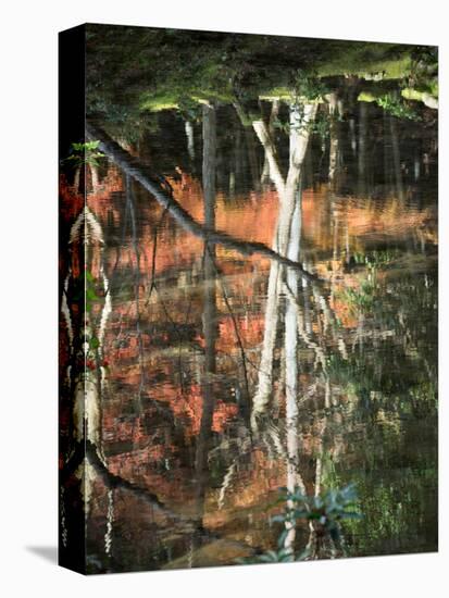 Reflection of Trees in Water, Saihoji Temple, Kyoti Prefecture, Japan-null-Premier Image Canvas