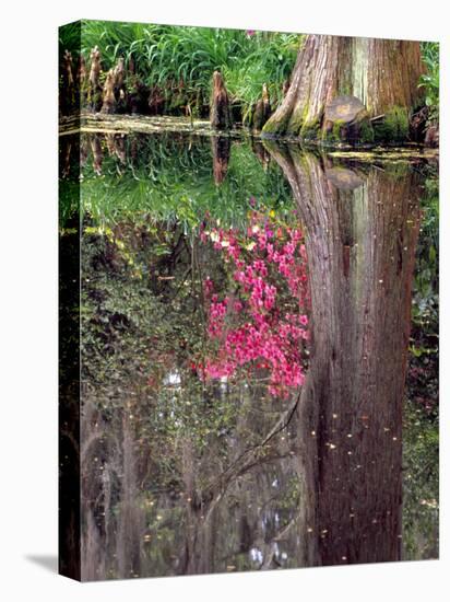 Reflections in Pond, Magnolia Plantation and Gardens, Charleston, South Carolina, USA-Julie Eggers-Premier Image Canvas