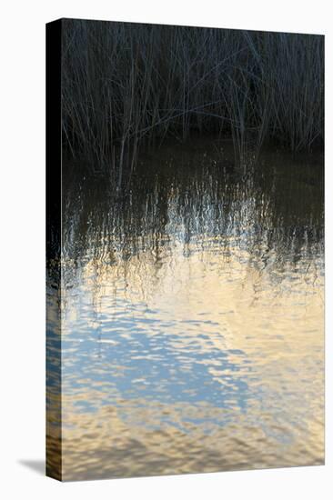 Reflections, Merritt Island National Wildlife Refuge, Titusville, Florida, USA-Maresa Pryor-Premier Image Canvas