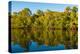 Reflections of mangroves in Pumicestone Passage, Queensland, Australia-Mark A Johnson-Premier Image Canvas