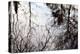 Reflections of Trees in Water-Mark Sunderland-Premier Image Canvas