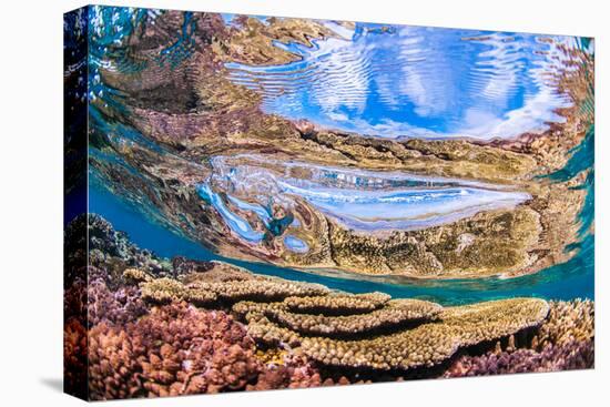 Reflections on a coral reef-Underwater view of a wave breaking over a coral reef-Mark A Johnson-Premier Image Canvas