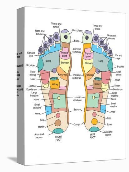 Reflexology Foot Map, Artwork-Peter Gardiner-Premier Image Canvas