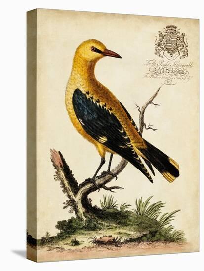 Regal Birds III-George Edwards-Stretched Canvas
