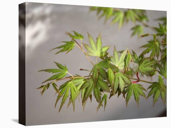 Regal Maple Leaves-Nicole Katano-Stretched Canvas