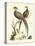 Regal Pheasants II-George Edwards-Stretched Canvas