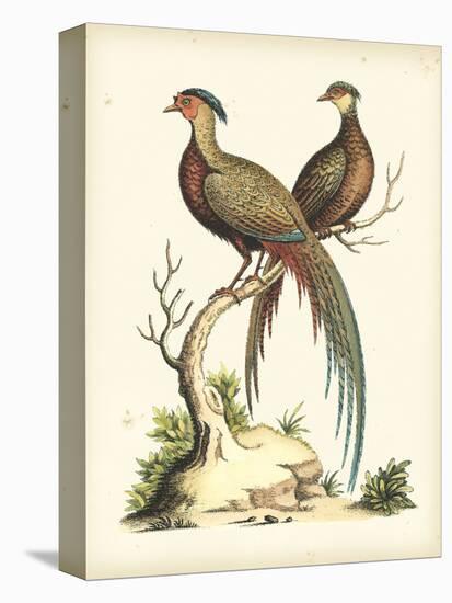 Regal Pheasants II-George Edwards-Stretched Canvas